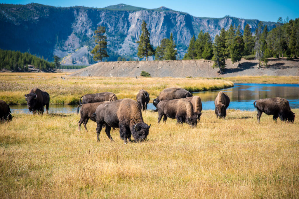 Wśród głównych gatunków parku najbardziej znane są dzikie bizony