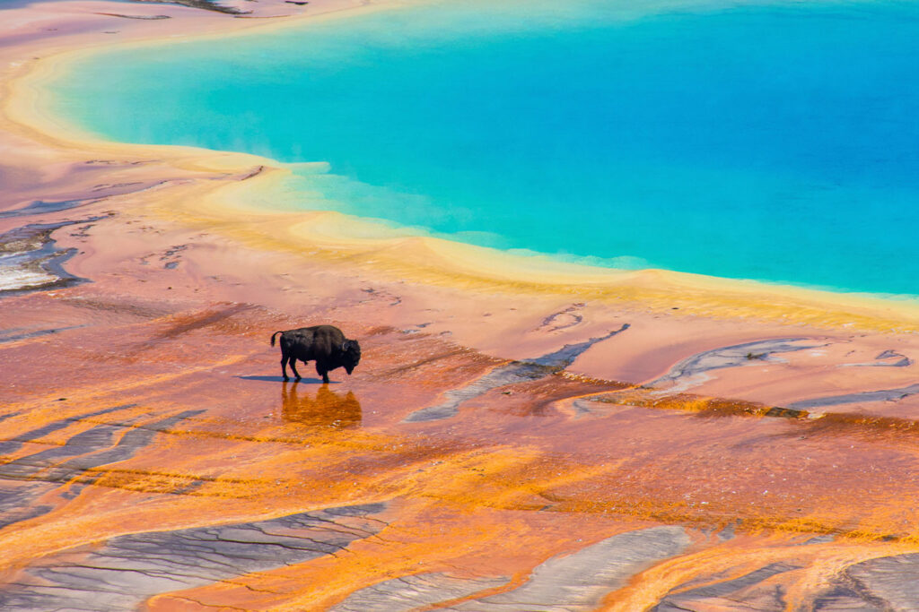 Kolory gorących źródeł występujących na terenie Yellowstone zawdzięcza się żyjącym tam termofilom