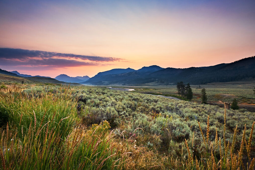 Roślinność Parku Narodowego Yellowstone robi wrażenie na każdym odwiedzającym to miejsce gościu