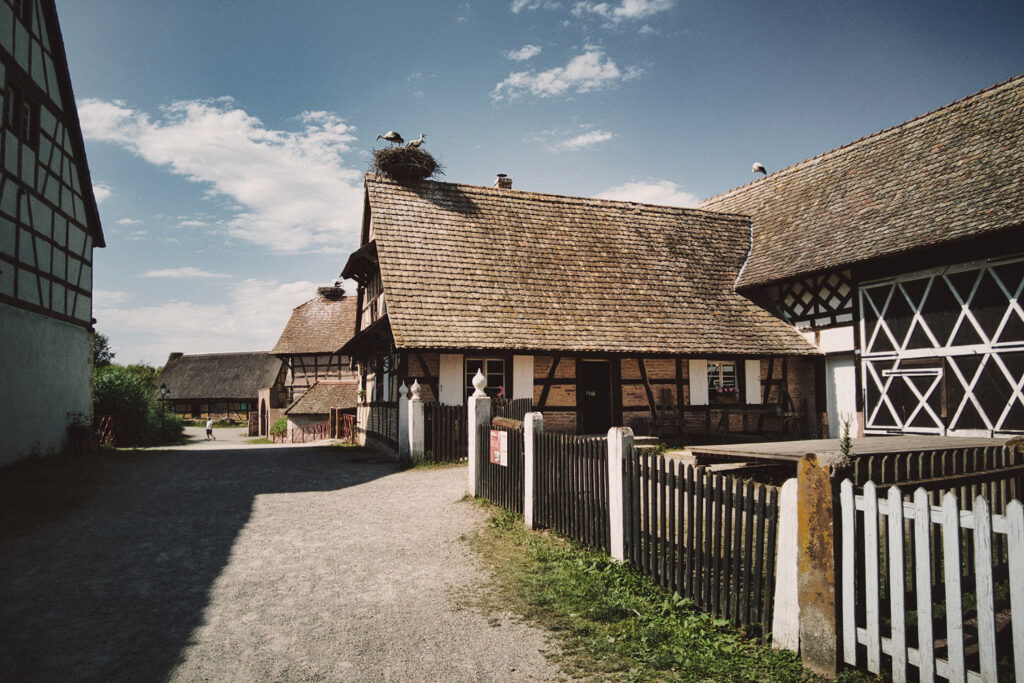 Gniazda bocianów znajdują się na dachach wielu budynków w Ekomuzeum Alzacji