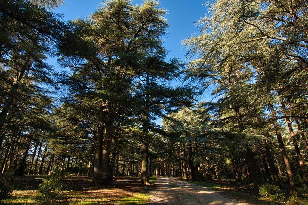 Magiczny Las cedrowy (Forêt des Cèdres) w Luberon