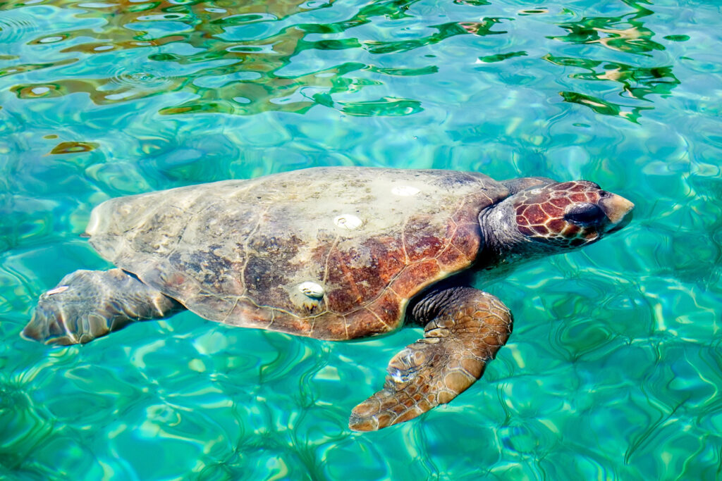 Żółwie Caretta Caretta to prawdopodobnie najbardziej kochani mieszkańcy Zakynthos.