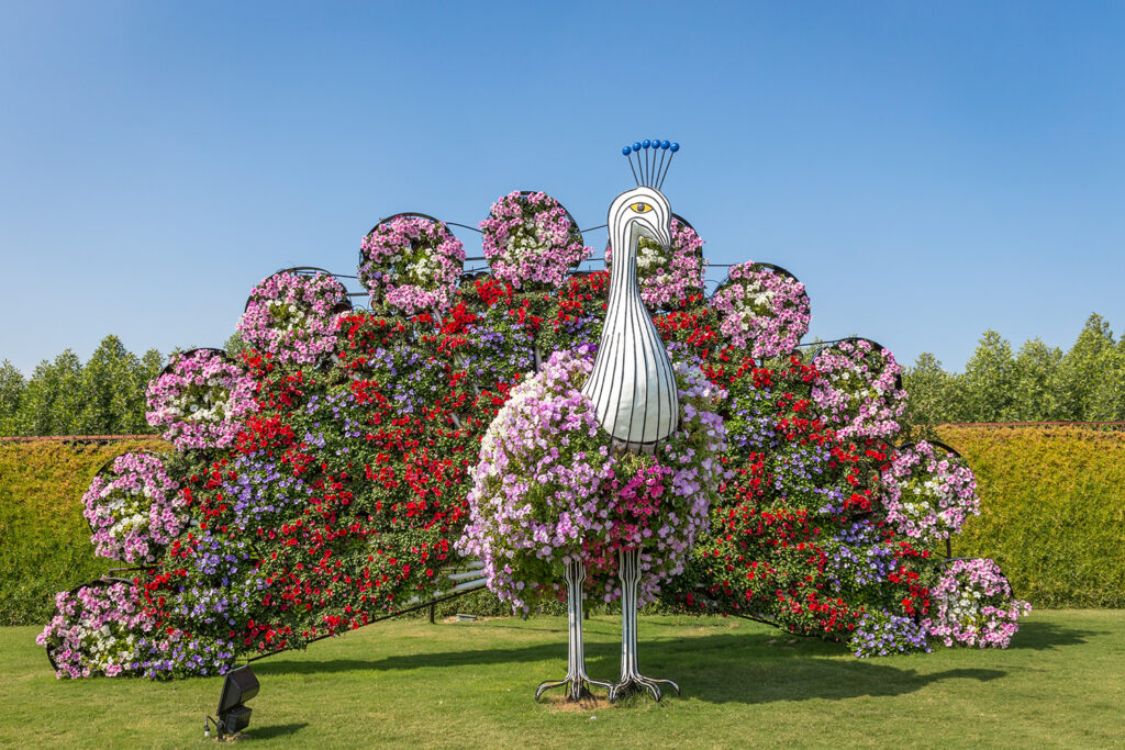 Wśród alejek Dubai Miracle Garden zobaczyć można o wiele więcej niż zwykłe rabaty kwiatowe.