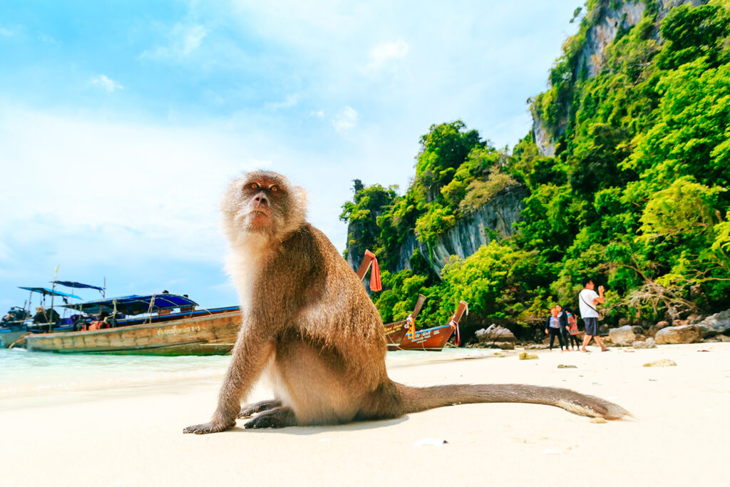 Monkey Beach, jedna z popularnych plaż archipelagu Phi Phi.