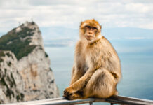 Magoty Gibraltarskie – Wredne małpy czy największa atrakcja półwyspu? Magoty Gibraltarskie - Wredne małpy czy największa atrakcja półwyspu?