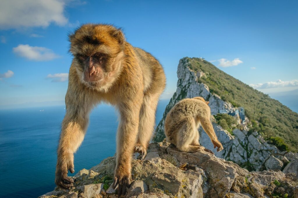 Magoty to nieoficjalny symbol Gibraltaru