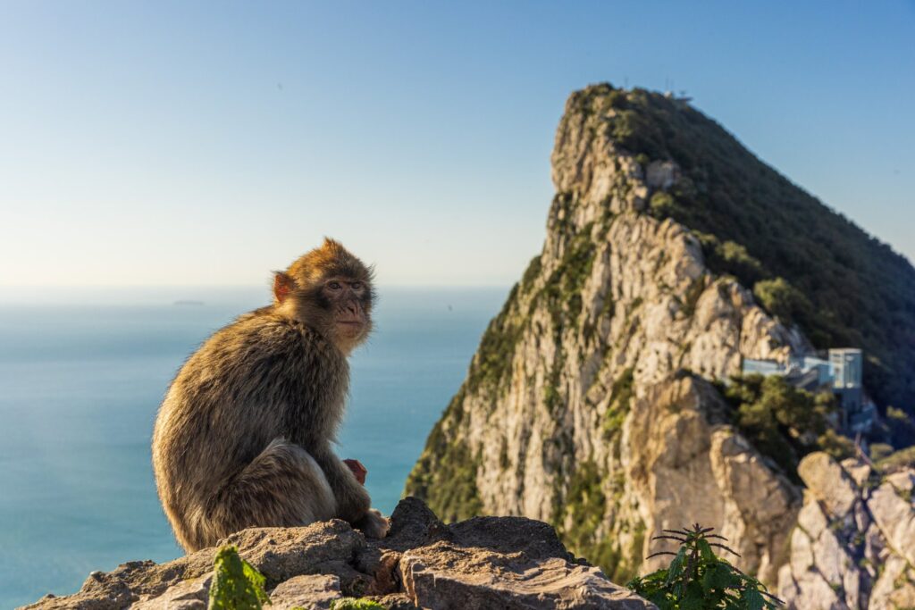 Młody magot na tle Skały Gibraltarskiej i morza